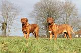 DOGUE DE BORDEAUX 145